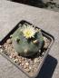 Preview: Lophophora fricii weiß blühend